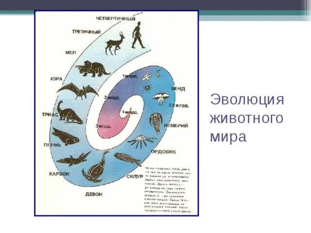 Этапы развития живого организма. Схема эволюции живых организмов.