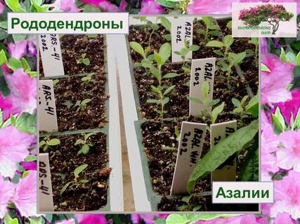 Рододендрон из семян