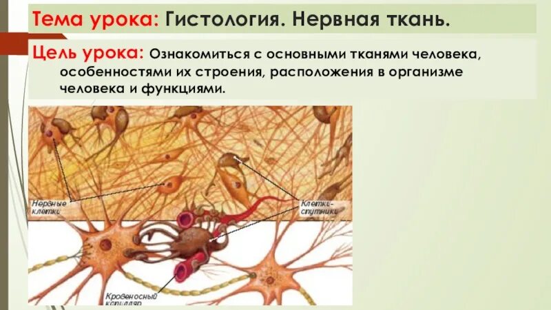Составляет основную массу нервной ткани. Нервная ткань расположение строение функции. нервная ткань гистология. расположение нервной ткани человека. гистологическое строение нервной ткани.