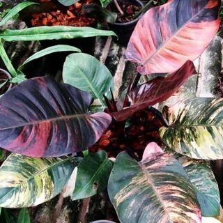Philodendron cherry red variegated