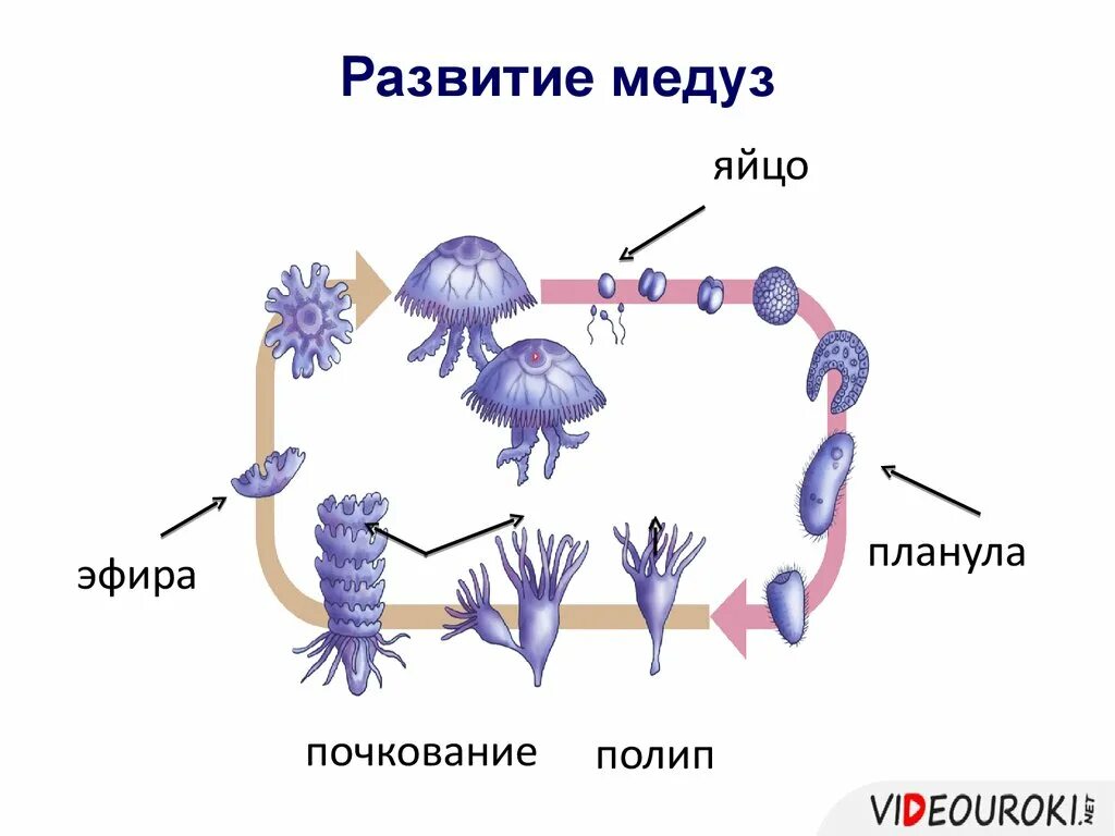 Развитие у сцифоидных медуз жизненный цикл. Жизненный цикл медузы. Цикл развития сцифоидной медузы. Размножение сцифоидных медуз схема.