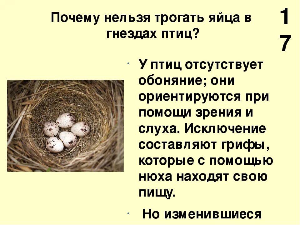 Почему нельзя трогать гнезда птиц. Почему нельзя трогать яйца птиц руками. Гнезда разных птиц. Почему нельзя трогать яйца в гнездах. К чему снится разбить яйца во сне