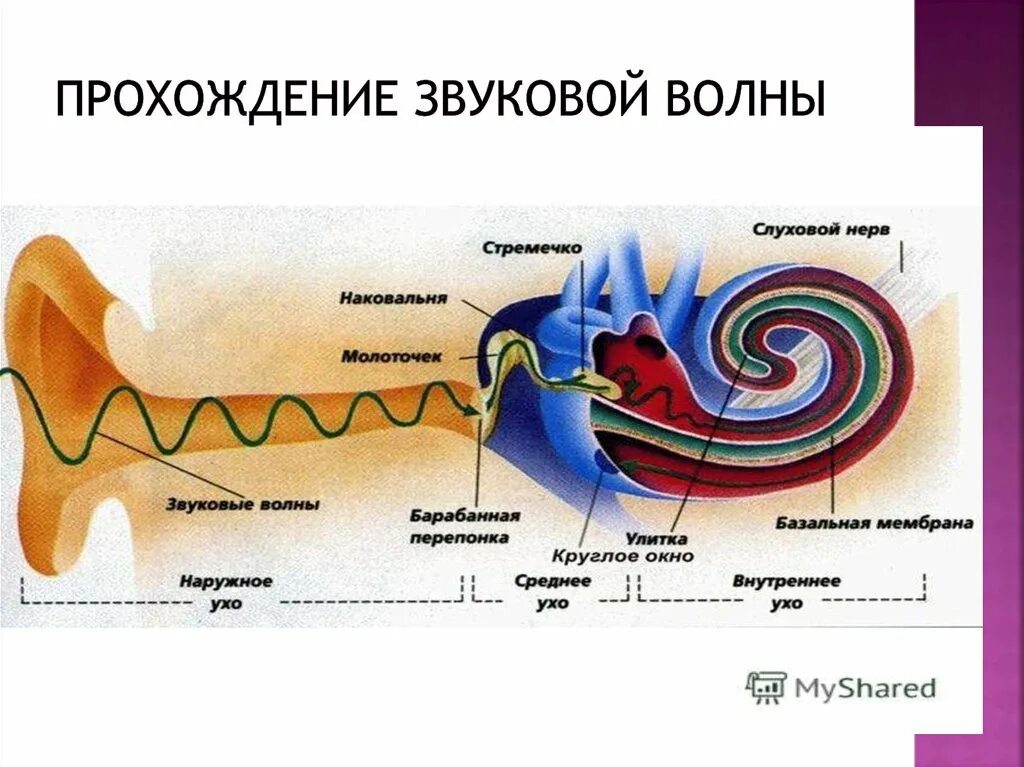 Ухо человека способно улавливать звук с частотой. Схема прохода звука в ухе. Схема прохождения звука через ухо. Составьте схему движения звуковой волны. Строение уха последовательность.