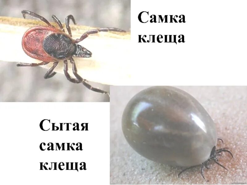 Как выглядит самка клеща. Иксодовый клещ самка и самец. клещ ссмкп.