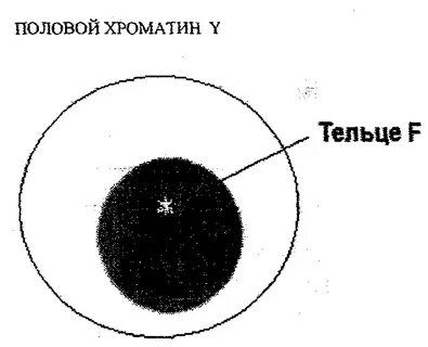Тельце полового хроматина