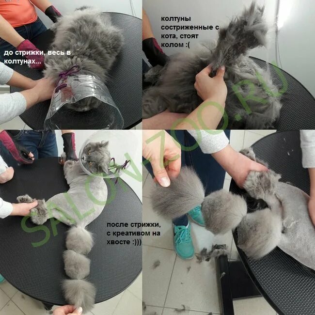 Как удалить колтуны у кошки. Вычесывание колтунов у кошек. стрижка котов от колтунов. фиксация кота для стрижки. выстричь колтуны у кошки.