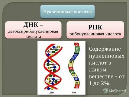 Сколько видов нуклеиновых кислот