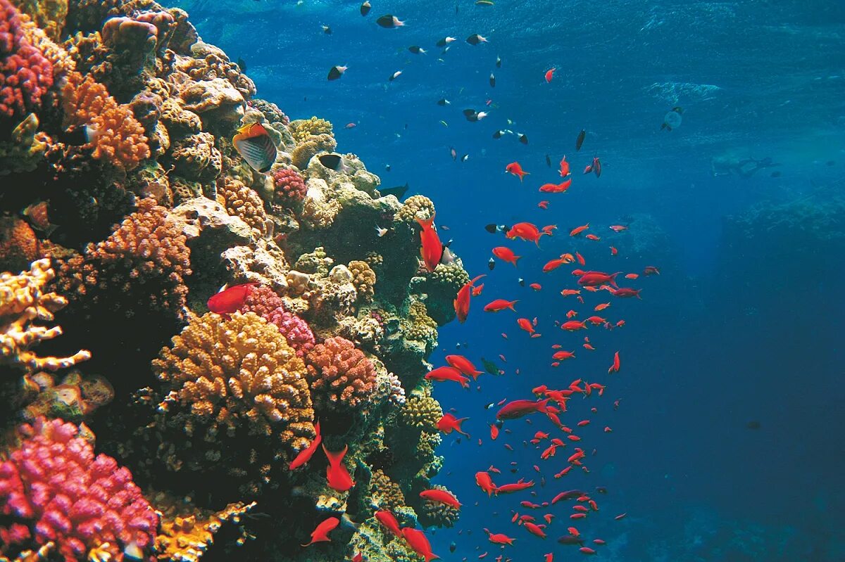 Красное море музыка. Красное море музыка. Красное море. Коралловые рифы красного моря. Коралловый риф в шарм эль шейхе.