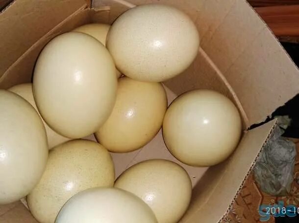 Яйца скворцов фото. Страусиное яйцо. Яйцо страуса свежее. Страусиное яйцо белок. Страусиные яйца две штуки.