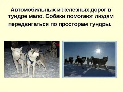 Окружающий мир 4 класс тундра и человек
