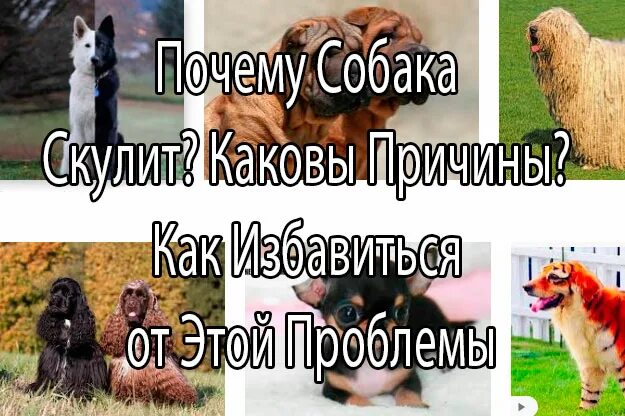 Почему собака скулит без причины. Почему может скулить собака без причины. Почему собака поскуливает без причины.