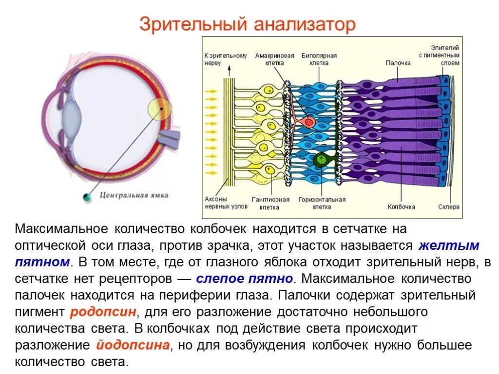 Максимальное количество рецепторных клеток