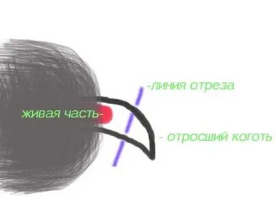 Хомякам стригут когти