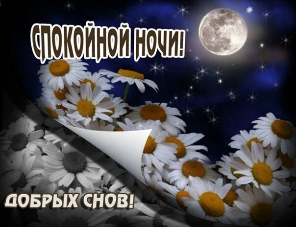 Ромашка для сна. Спокойной ночи с ро ашками. открытки с ромашками доброй ночи. приятных снов ромашки. открытки спокойной ночи с ромашками.