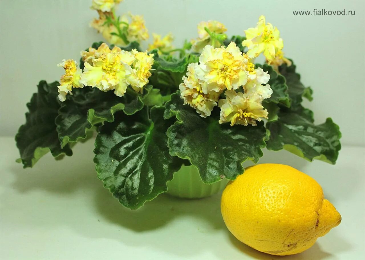 фиалка аромат дыни. фиалка жёлтая. фиалка крыжовник химера. фиалка желтая роза. фиалка аромат дыни.