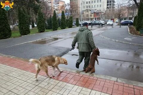 Отстрел бродячих собак