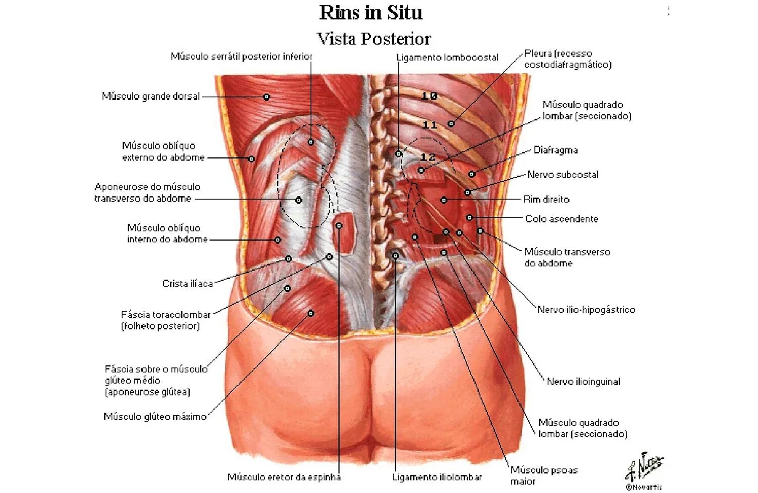 Органы в пояснице. Атлас органов человека со спины. Внутренние органы человека схема расположения со спины.
