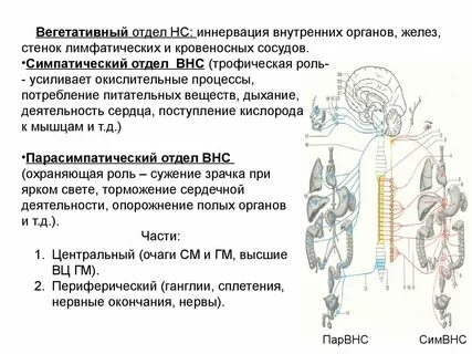 Что иннервирует соматическая нервная система