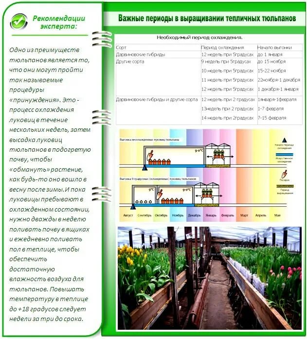 Теплица для выгонки тюльпанов. Луковицы тюльпанов для тепличного выращивания. Какая теплица для выращивания тюльпанов. Охлаждение луковиц тюльпанов. Температура воды для тюльпанов