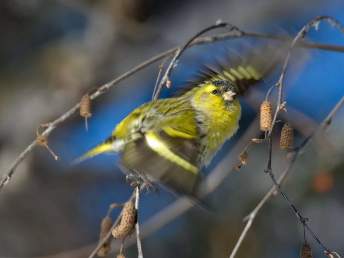 Чиж птица слушать. Чиж Сибирский. Чиж (лат. Carduelis Spinus. Желтобрюхий Чиж (Spinus…. Spinus Spinus Чиж желтобрюхий.