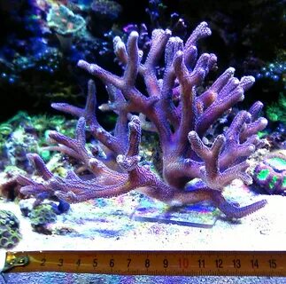 Violet coral