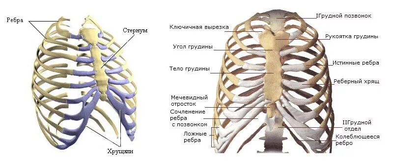 Соединение костей ребер. Скелет туловища человека грудная клетка. Анатомия скелет грудной клетки ребра Грудина. Скелет туловища ребра. Скелет туловища грудная клетка строение.