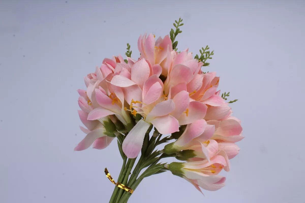 Розовая фрезия. Фрезия розовая махровая. Фрезия (freesia). Фрезия балерина. Розовая фрезия.