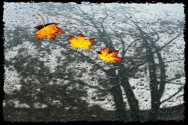 Опадают последние листья. Лист на ветру. Осенняя непогода. Улетели листья. Летящие по ветру листья
