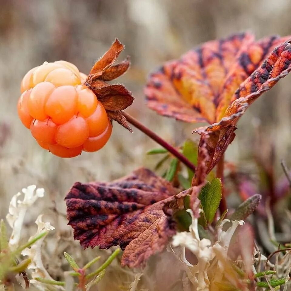 Cloudberry. Морошка ягода. Северная ягода Морошка. Морошка Арктическая. Морошка Болотная.