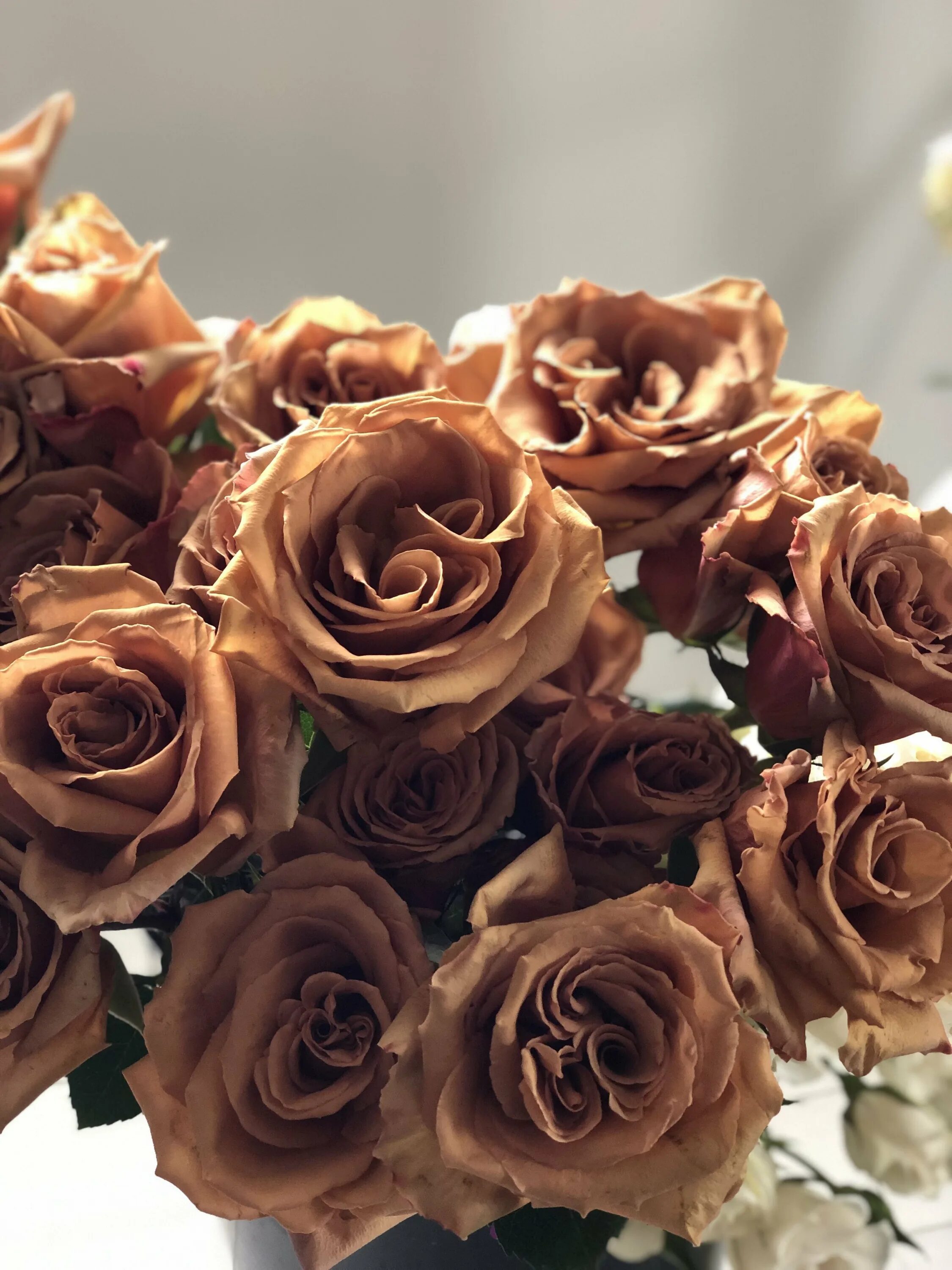 Brown фото. Коричневые розы Тоффи.