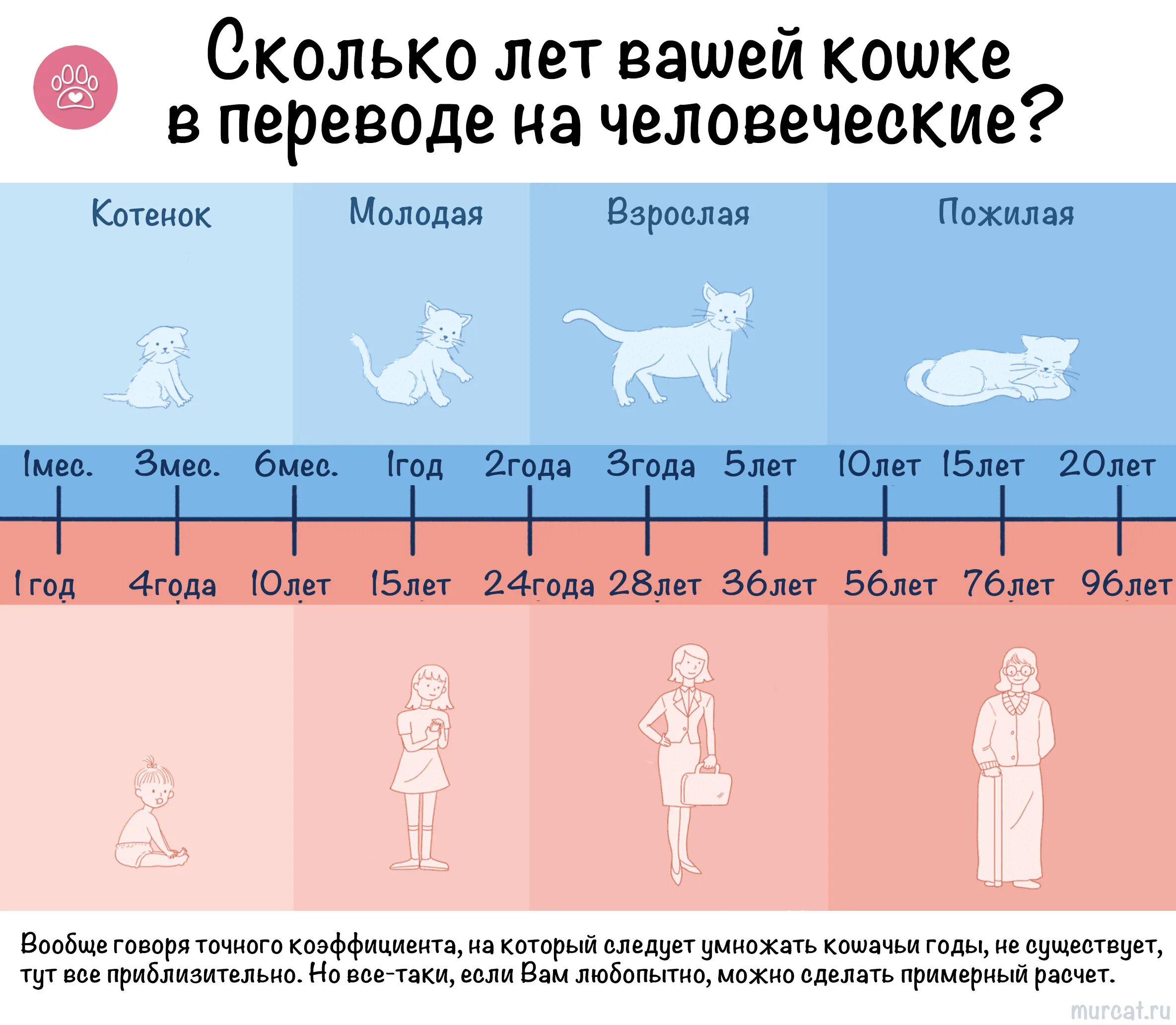 Перевод кошачьего возраста на человеческий. Сколько 10 месяцев по кошачьи лет. Таблица возраста котов. Возраст кошек. Возраст кошки по человеческим меркам таблица.