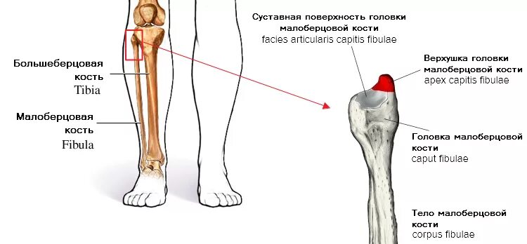 Находится берцовая кость. Верхняя головка малоберцовой кости. Головка малоберцовой кости анатомия. Малоберцовая кость головка. Проксимальная головка малоберцовой кости.