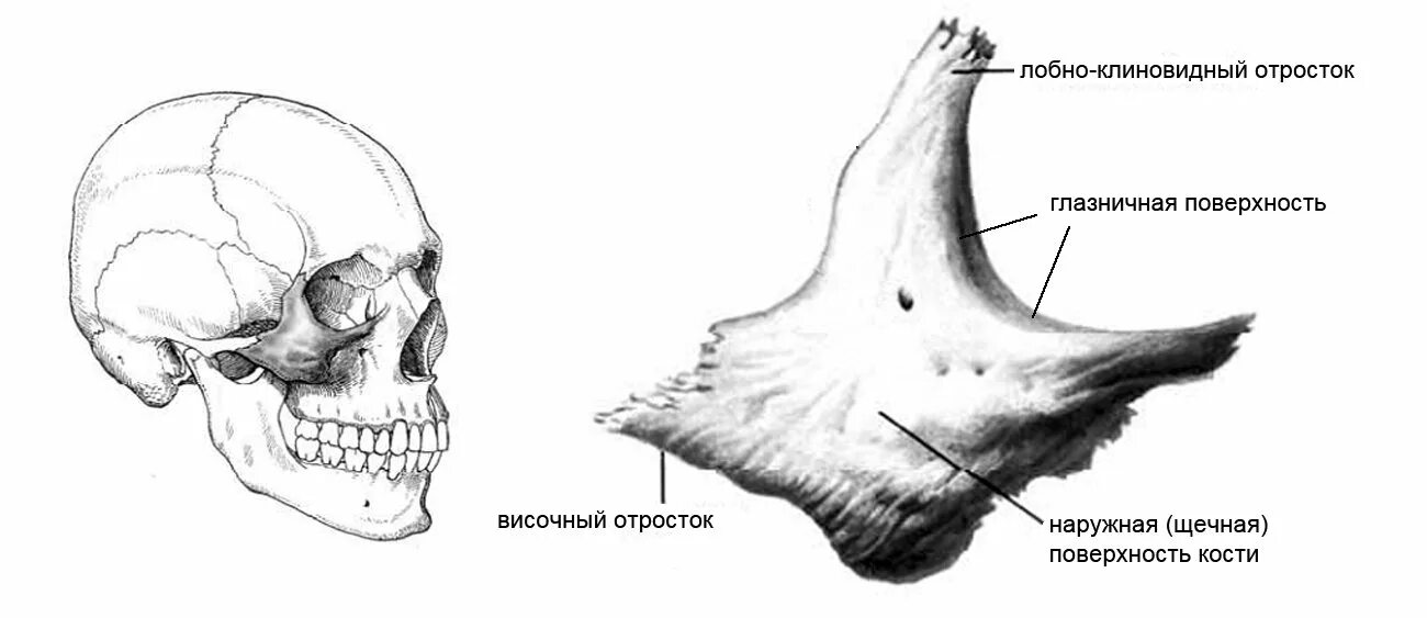Скуловая кость соединение. Скуловая кость (os zygomaticum). Скуловая кость поверхности и отростки. Строение скуловой кости черепа. Скуловая кость соединение.