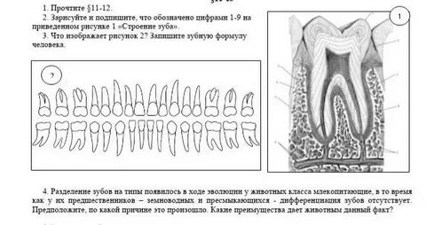 Биология 8 класс схемы