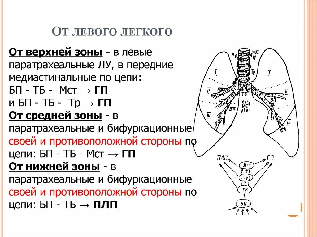 Сегменты левого легкого. Сегменты левого легкого схема. S6 сегмент левого легкого. 10 Сегмент левого легкого.