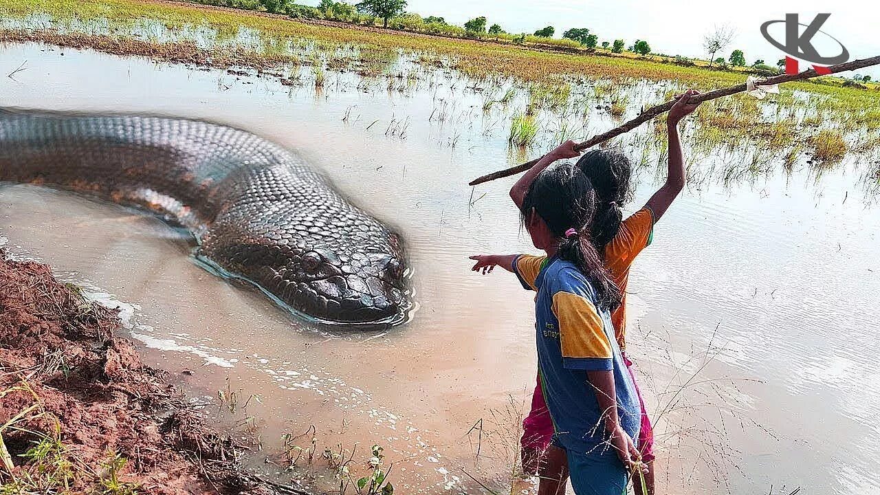 Видео самой большой. Самая большая Анаконда 41м. Огромная змея в воде.