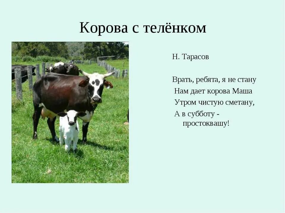 Текст про корову. Информация о корове. Доклад про корову. Сообщение о корове. Корова описание.