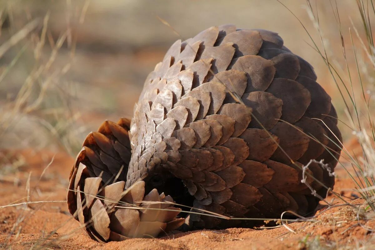 Pangolin