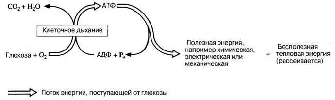 Изменения дыхания клеток. АТФ клеточное дыхание схема. Дыхание клетки схема. Схема процесса клеточного дыхания. Хемоклеточное дыхание.