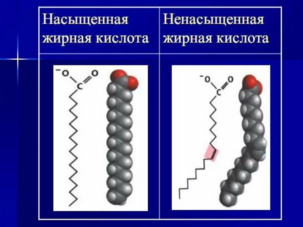 Насыщенные жирные кислоты кислоты формулы. Строение насыщенных жирных кислот. Ненасыщенные жирные кислоты в липидах. Насышенные и не насышенные жир кислоты.