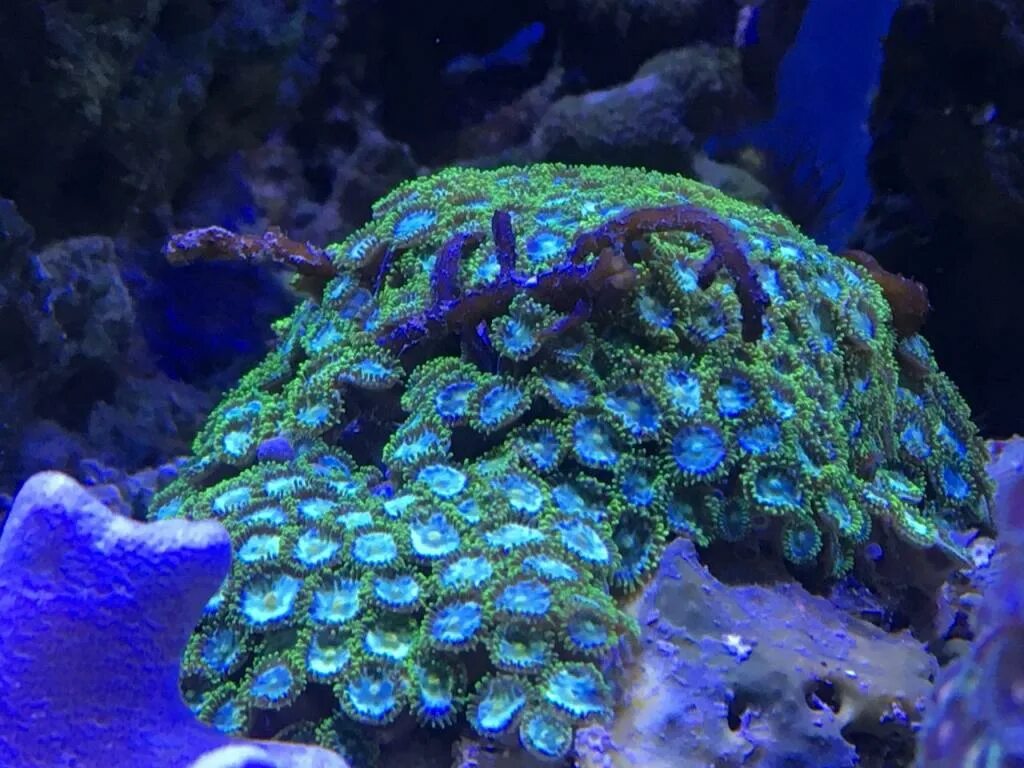 Coral 6. Клавулярия звездчатая. Клавулярия зеленая. Морские кораллы зоантусы. Клавулярия коралл сорта.