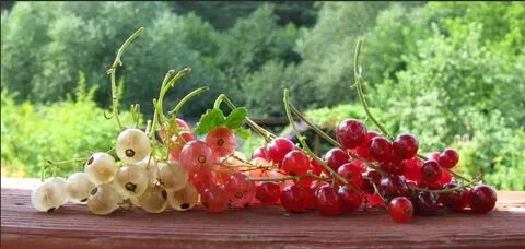Белая красная смородины