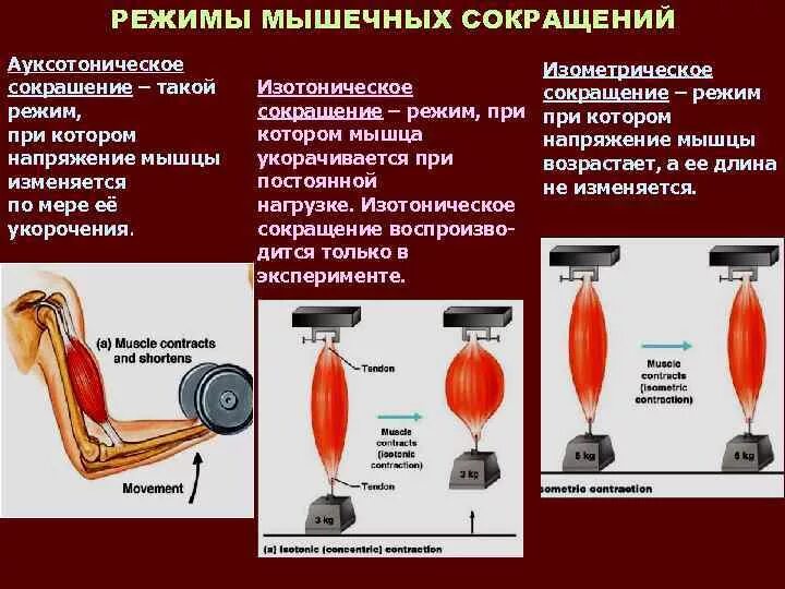 Сокращение мышц и работа сердца. Режимы и типы мышечных сокращений. Изометрический и изотонический режим сокращения мышц. Характеристика видов и режимов мышечного сокращения. Типы и режимы сокращения мышечных волокон..