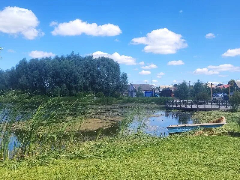 Затянулась бурой тиной гладь. Затянулось тиной гладь старинного пруда. Затянуло тиной гладь старинного. Затянулась бурой тиной гладь старинного пруда текст. Затянулось тиной гладь старинного пруда.