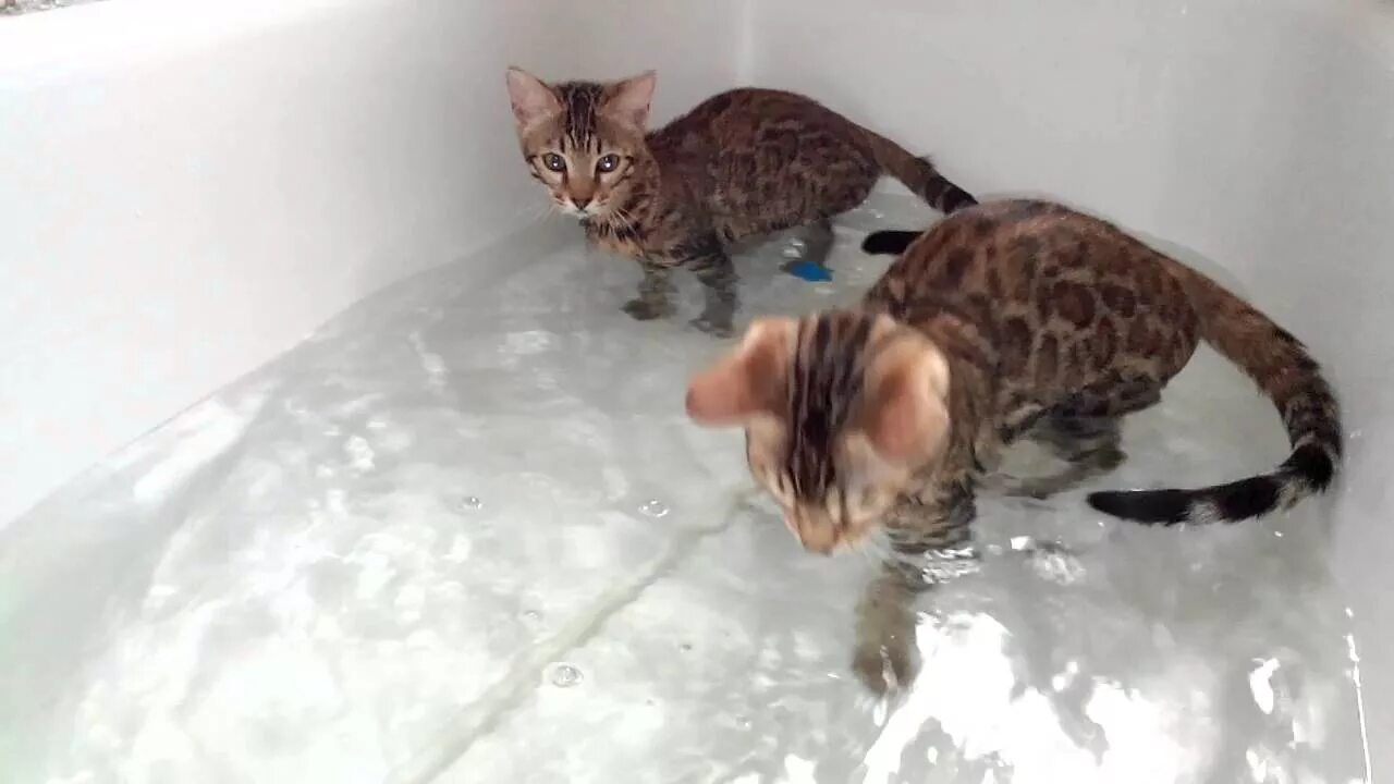 Бенгальский кот купается. Бенгальский котята купаются. Бенгальская кошка в ванной. Бенгальский кот в ванне. Видео коты в ванне