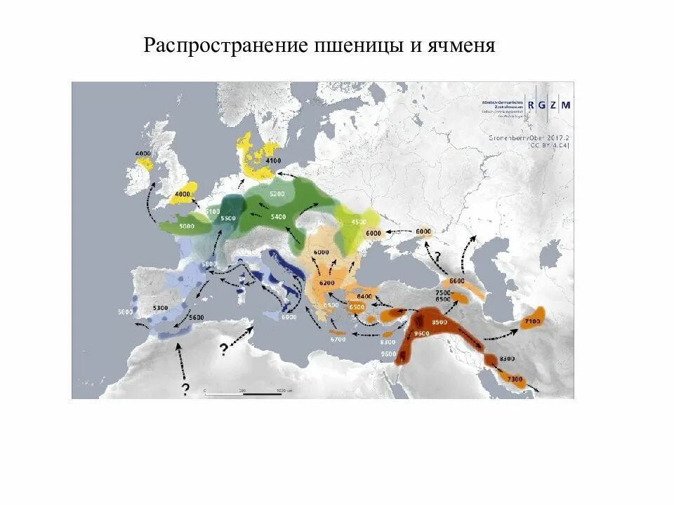 Распространение земледелия. Распространение пшеницы. распространение пшеницы на карте. ареал распространения пшеницы.