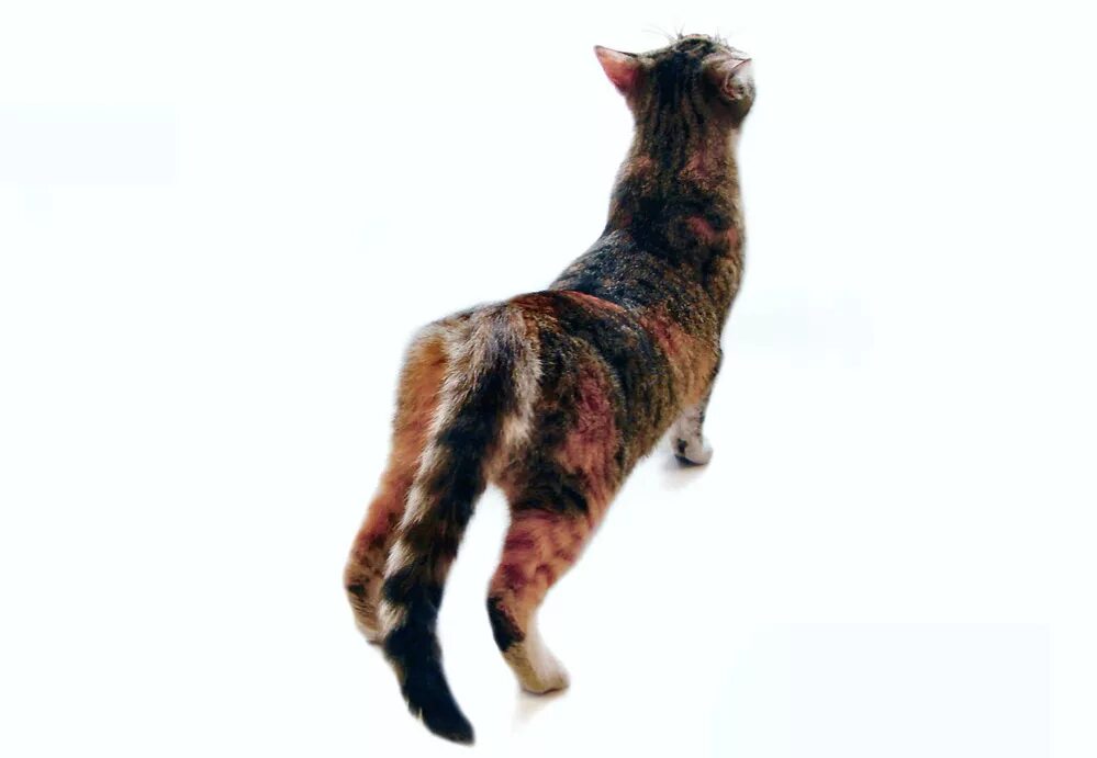Почему кошка загуляла. Кошка хочет кота.