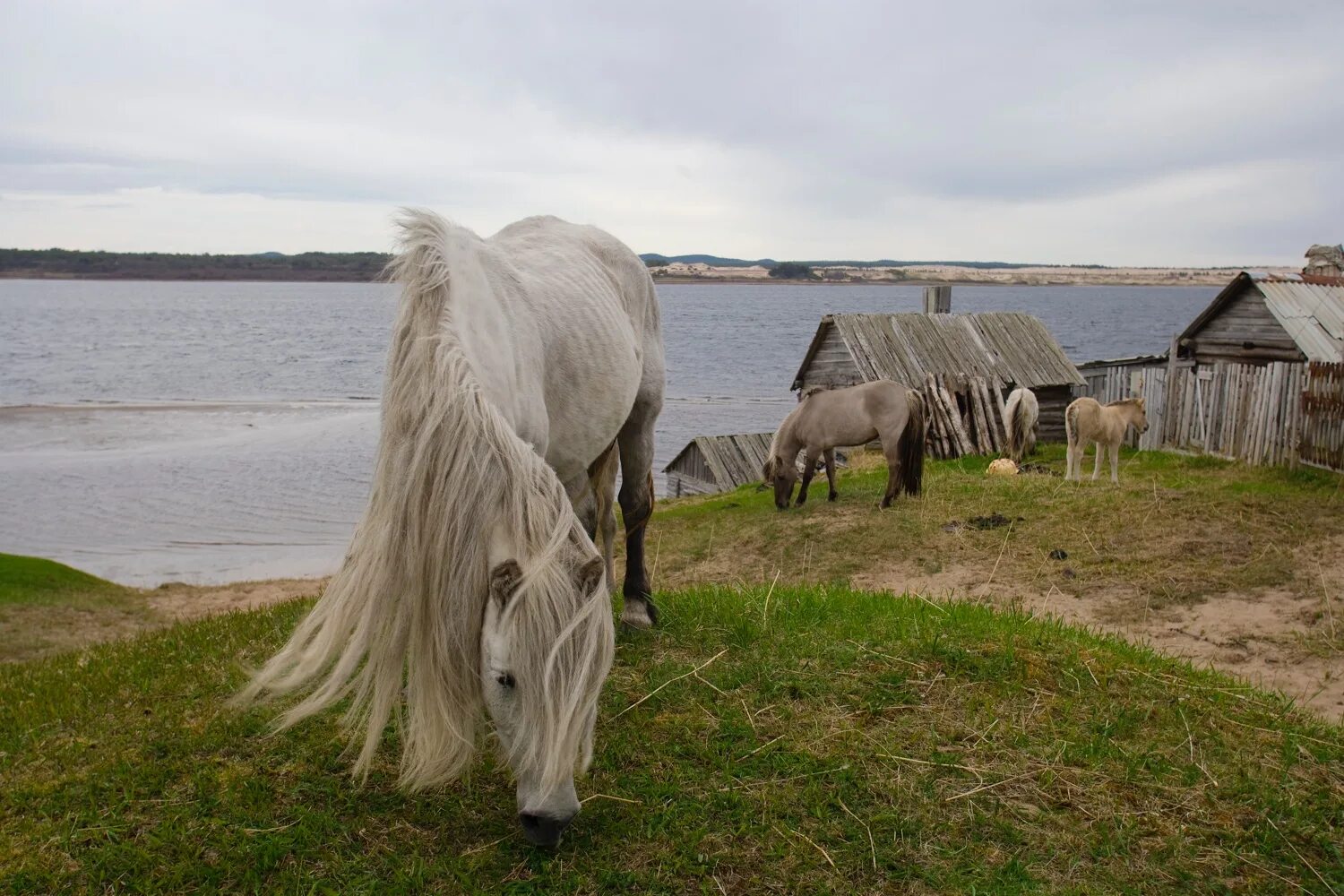 Село лошадка. Кузомень Дикие лошади. Кузомень лошади. Варзуга Дикие лошади. Терский берег Кузомень Дикие лошади.