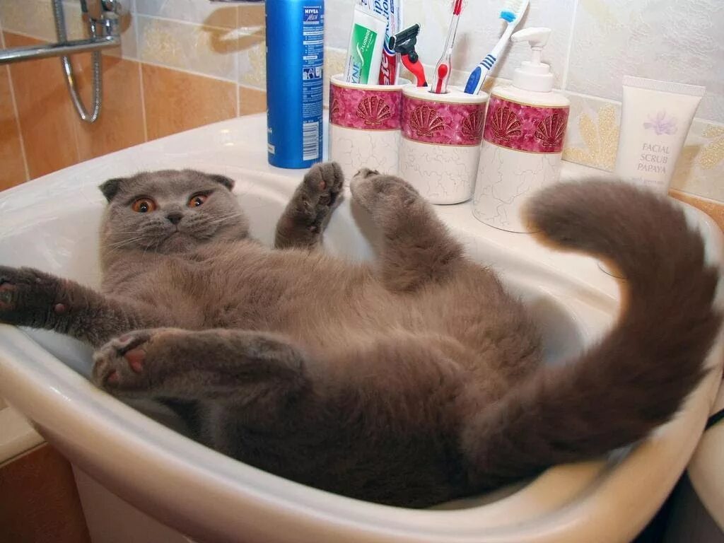 Что нибудь про котиков