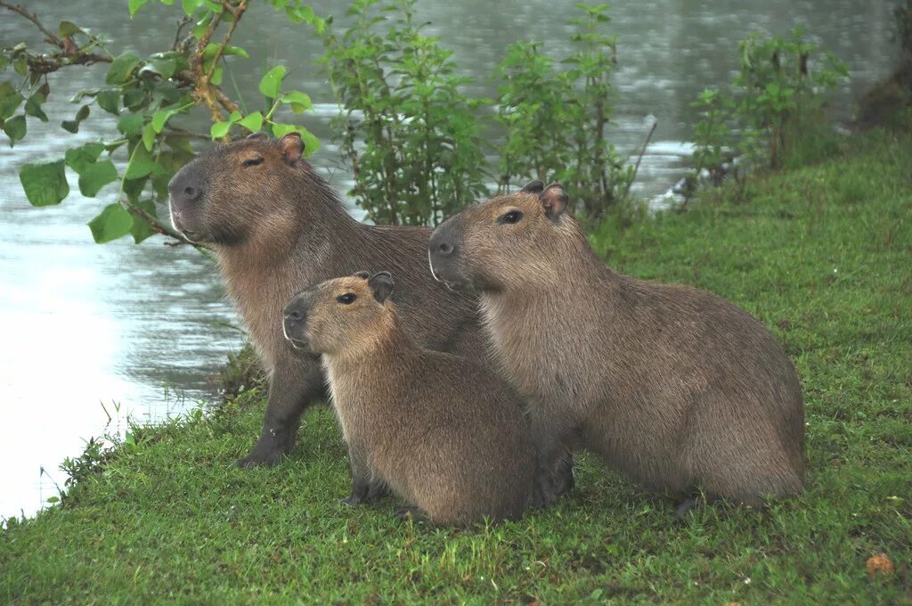 Большая морская свинка капибара. Карликовая капибара. Карликовая капибара. Река амазонка капибара. Капибара степная.